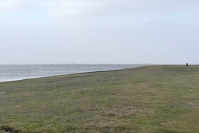 Person neben auffliegendem Vogelschwarm