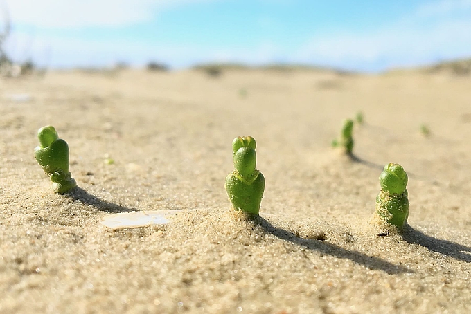 Kleine Quellerpflanzen