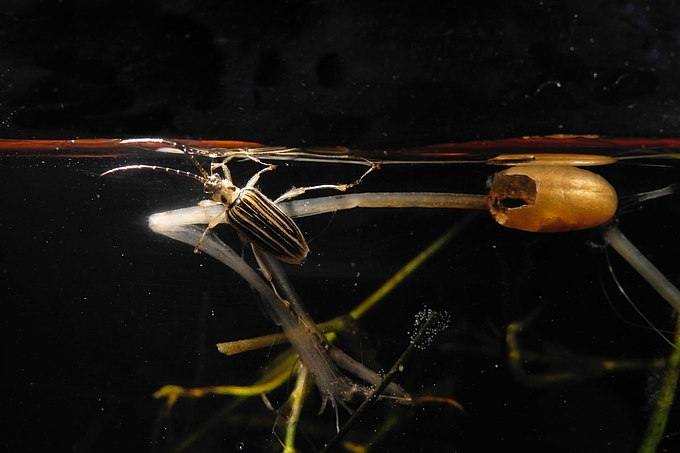 Seegraskäfer unter Wasser Seegraskäfer unter Wasser