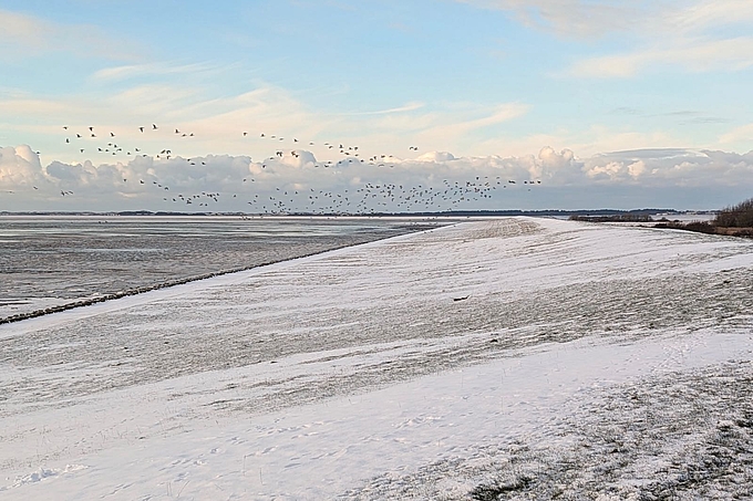 Gänse fliegen über dem Deich bei Keitum