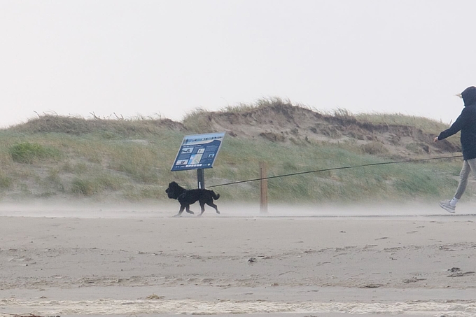 Hund läuft durch fliegenden Sand