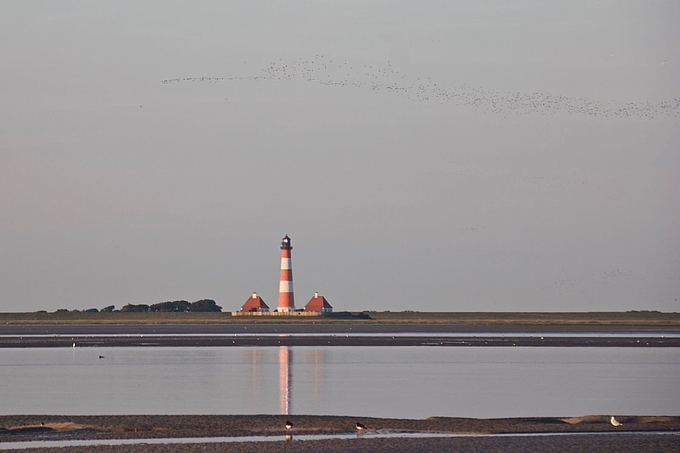 Watvögel ziehen vor dem Leuchtturm seewärts