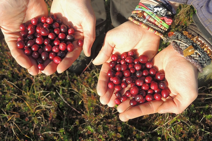 Cranberries in Händen