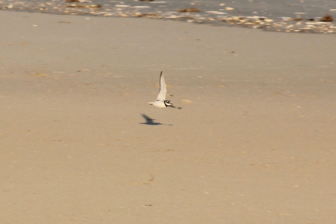 Sandregenpfeifer flach über dem Boden fliegend