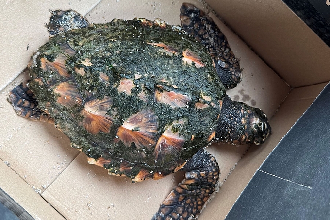 Schildkröte in Pappkarton