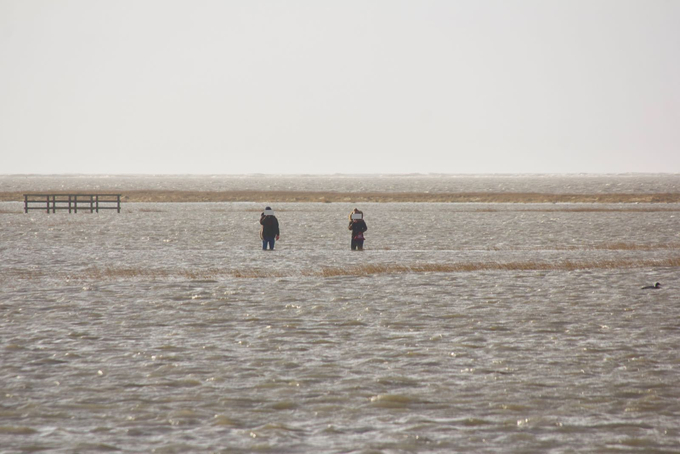 Zwei Personen stehen in überfluteter Salzwiese