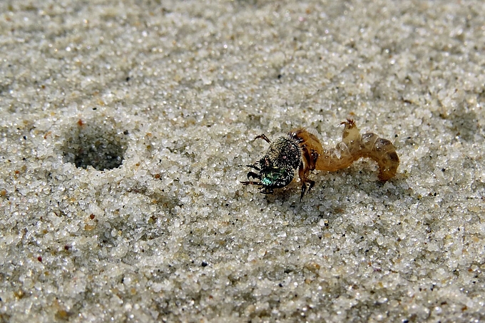 Larve des Dünen-Sandlaufkäfers