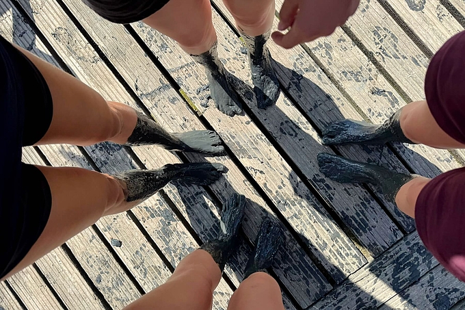 Blick von oben auf viele Schlickfüße Blick von oben auf viele Schlickfüße