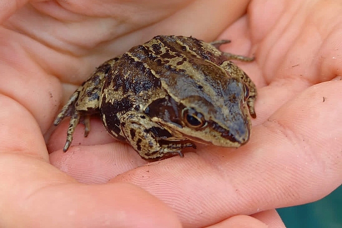 Moorfrosch in Hand