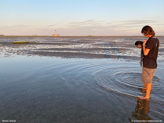 Muschelsuche im Watt vor dem Leuchtturm Westerhever