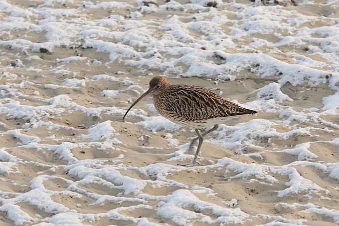 Brachvogel auf verschneitem Sand