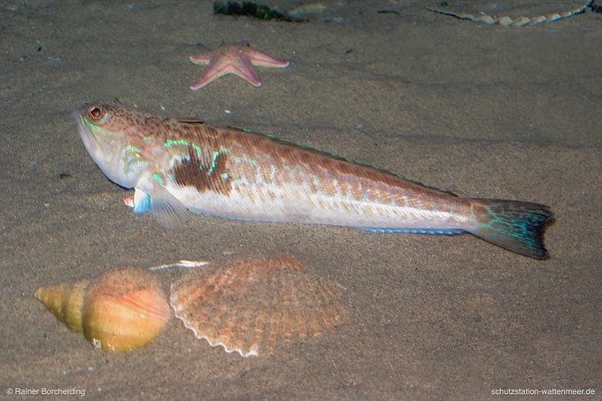 Ein Petermänchen schwimmt am Grunde der Nordsee.