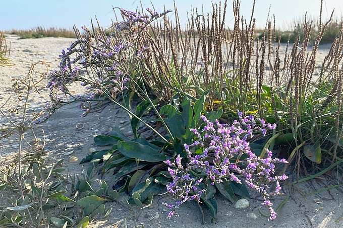 Frische Strandfliederblüten vor trockenem Strandwegerich