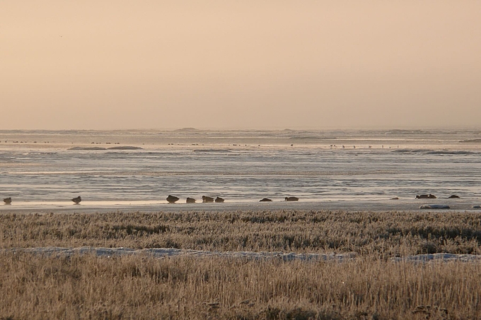 Blick weit hinaus über Eisflächen und Vogelgruppen