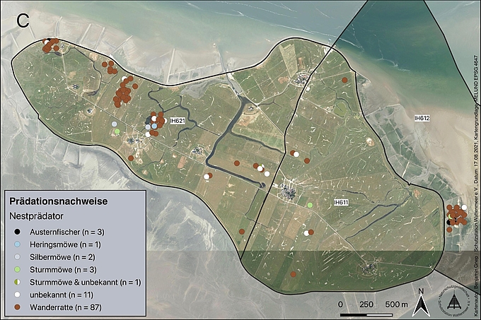 Karte der Nestverluste auf Hallig Hooge