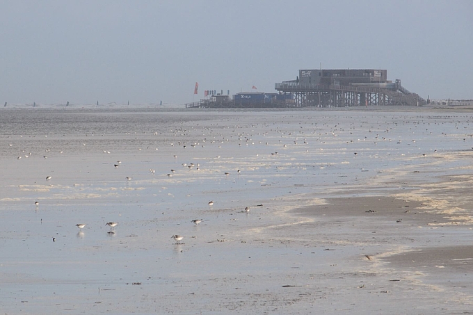 Zahllose Watvögel auf Sandstrand
