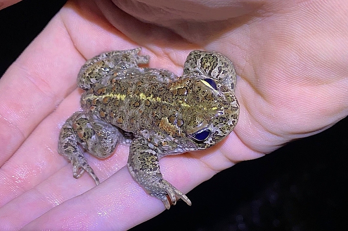 Kreuzkröte in der Hand