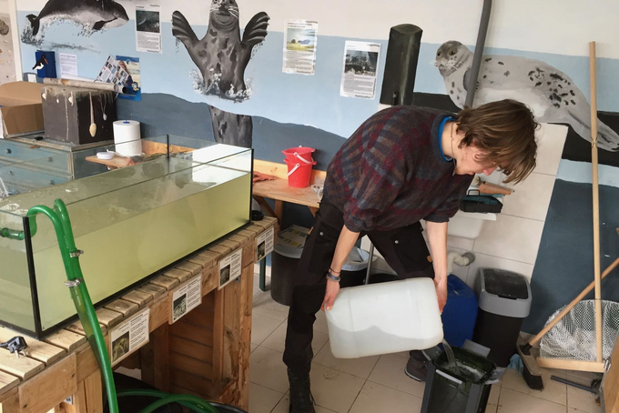 Freiwilliger leert Kanister in Aquarienfilter