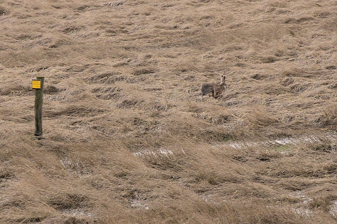 Hase in der Salzwiese