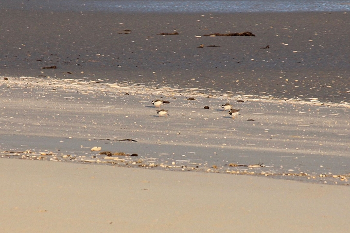 Vier Sandregenpfeifer im Balzspiel am Strand