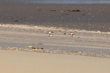 Vier Sandregenpfeifer im Balzspiel am Strand
