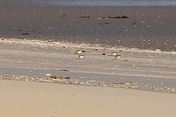 Vier Sandregenpfeifer im Balzspiel am Strand