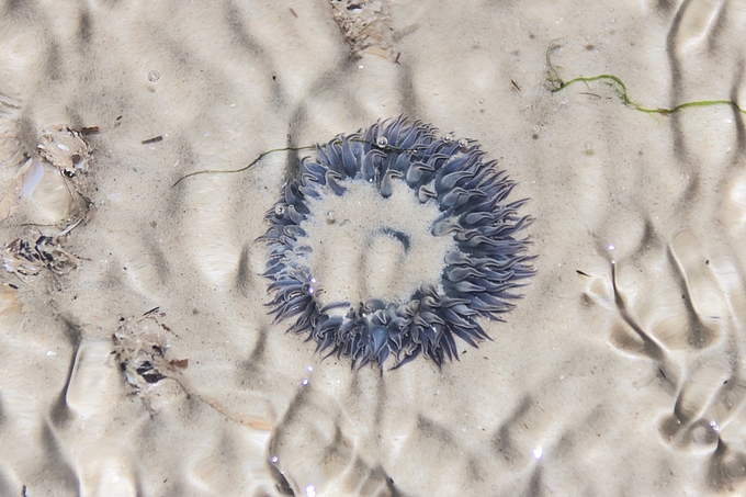 Tentakelring der Schlickanemone