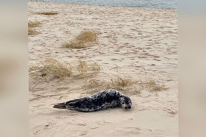 Junge Robbe am flachen Oststrand