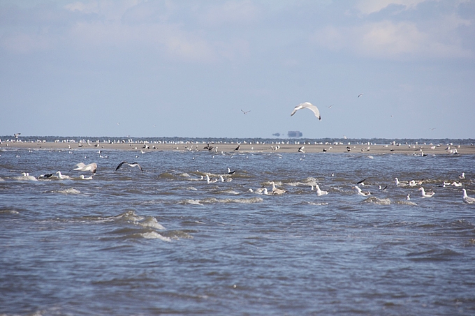 Möwen im Wasser vor einer Sandbank