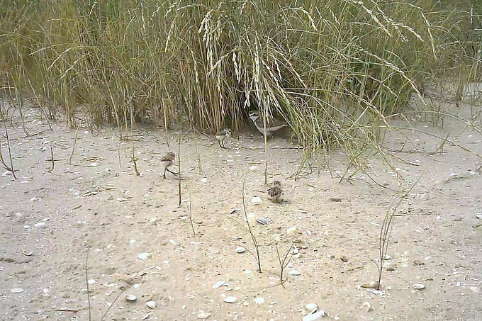 Seeregenpfeifer mit 3 kleinen Jungen Seeregenpfeifer mit 3 kleinen Jungen