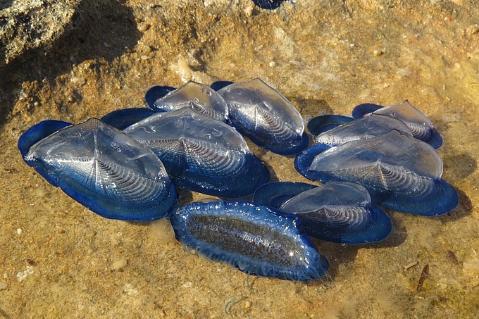 Mehrere Quallen am Strand