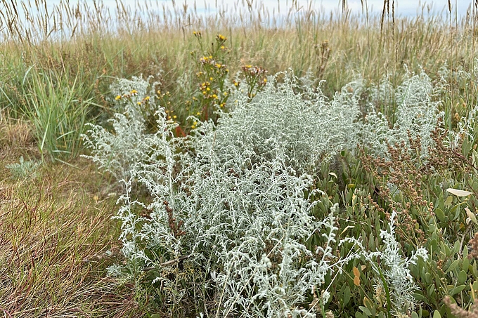 Hoher Strandwermut