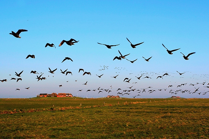 Gänseschwarm fliegt flach über der Hallig