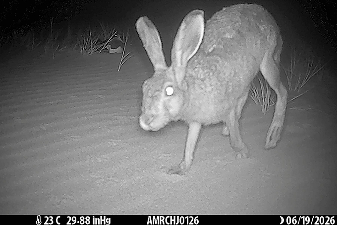 Hase vor brütendem Austernfischer Hase vor brütendem Austernfischer
