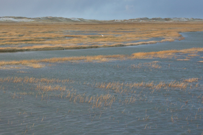 Überflutete Salzwiese mit Dünen im Hintergrund