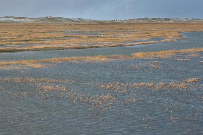 Überflutete Salzwiese mit Dünen im Hintergrund