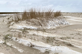 Strandquecke mit Schnee- und Sandfahnen