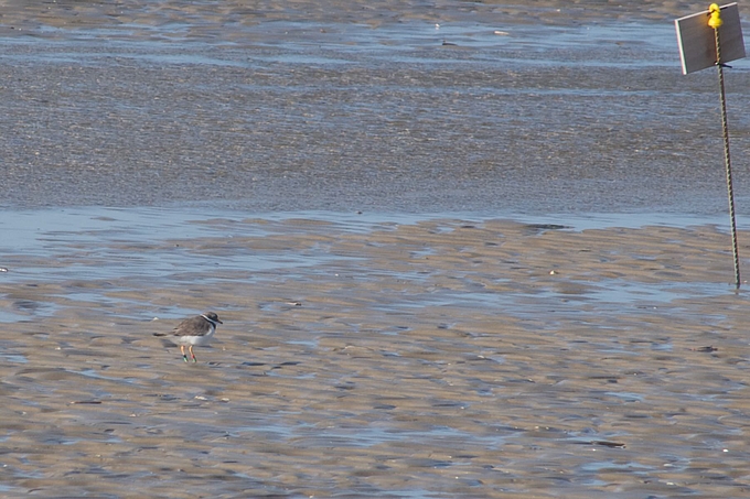 Markierter Sandregenpfeifer am Brutgebiet Markierter Sandregenpfeifer am Brutgebiet