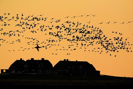 Gänseschwarm über der Hallig