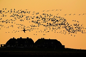 Gänseschwarm über der Hallig Gänseschwarm über der Hallig
