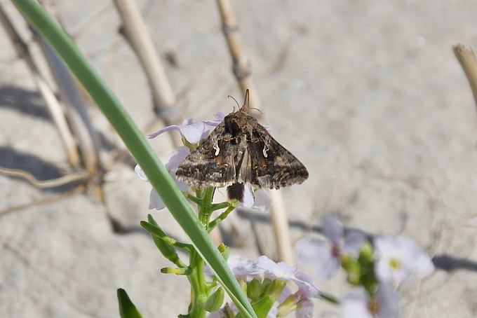 Gammaeule auf Blüten des Meersenfs