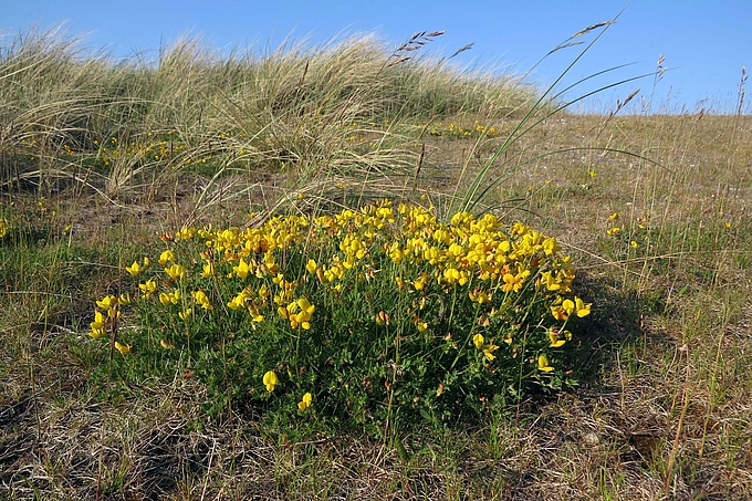 Blütenkissen in den Dünen
