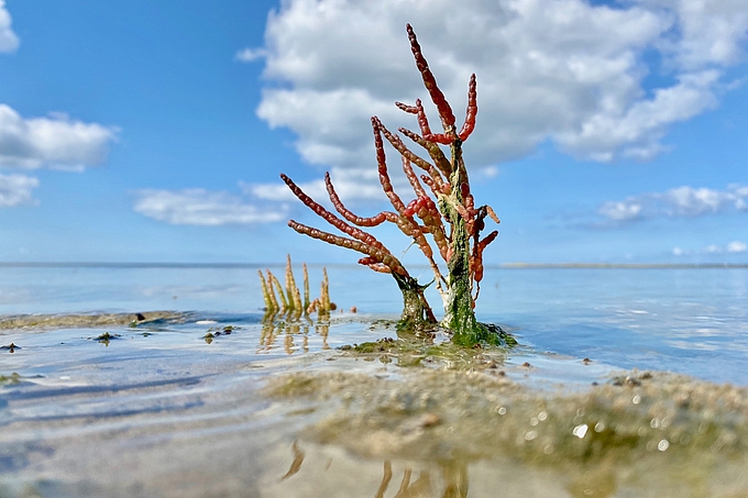 Roter Queller in flachem Wasser