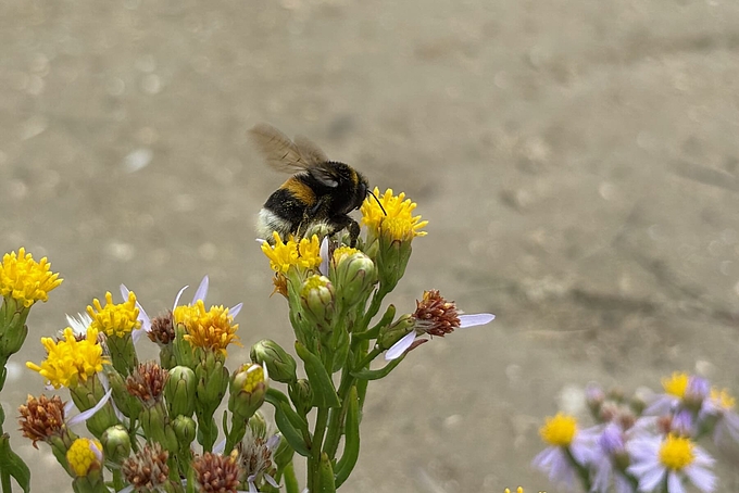 Hummel auf Aster