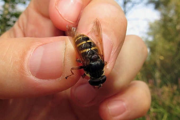 Schwebfliege in Hand Schwebfliege in Hand
