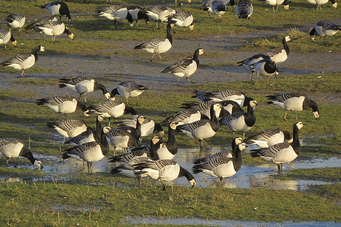Nonnengänse trinken an Pfützen