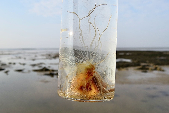 Wurm in Wasserglas