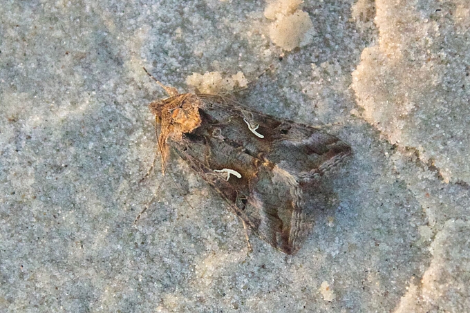Gammaeule auf Sandbank