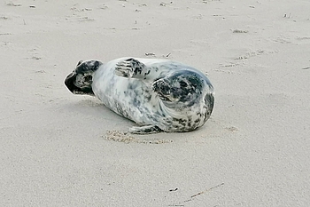 Kegelrobbe rastet auf festem Sand