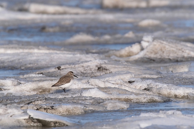 Einzelner Alpenstrandläufer auf Eisschollen